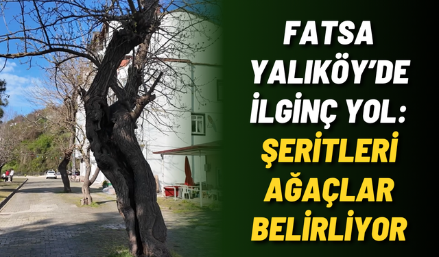 Fatsa Yalıköy’de ilginç yol: Şeritleri ağaçlar belirliyor