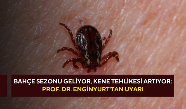 Bahçe sezonu geliyor, kene tehlikesi artıyor: Prof. Dr. Enginyurt'tan uyarı