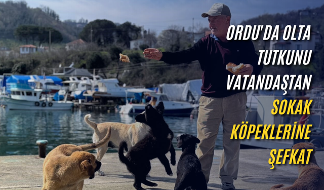 Ordu'da olta tutkunu vatandaştan sokak köpeklerine şefkat