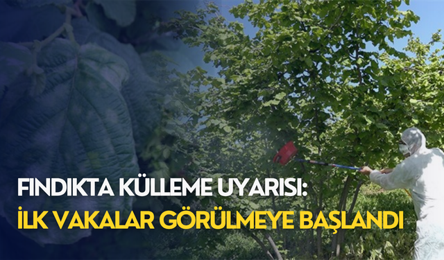 Fındıkta külleme uyarısı: İlk vakalar görülmeye başlandı