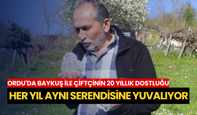 Ordu'da baykuş ile çiftçinin 20 yıllık dostluğu: Her yıl aynı serendisine yuvalıyor