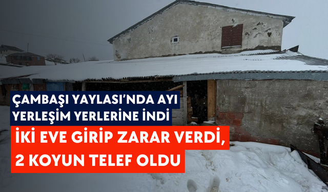 Çambaşı Yaylası’nda ayı yerleşim yerlerine indi: İki eve girip zarar verdi, 2 koyun telef oldu