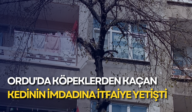 Ordu'da köpeklerden kaçan kedinin imdadına itfaiye yetişti