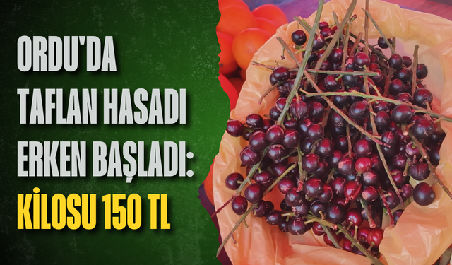 Ordu'da taflan hasadı erken başladı: Kilosu 150 TL