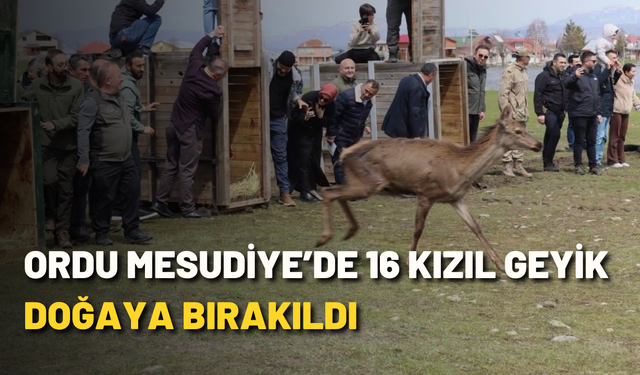 Ordu Mesudiye’de 16 kızıl geyik doğaya bırakıldı