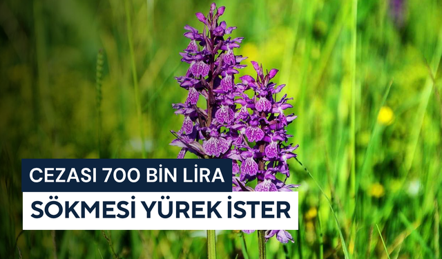 Cezası 700 bin lira: Sökmesi yürek ister