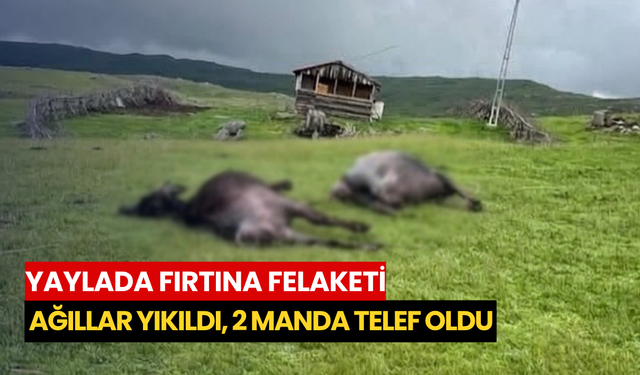 Yaylada fırtına felaketi: Ağıllar yıkıldı, 2 manda telef oldu