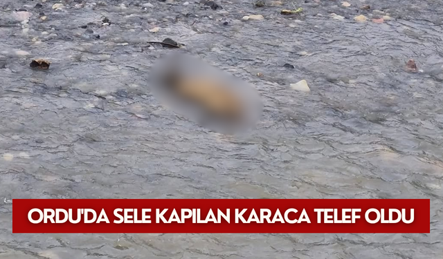 Ordu'da sele kapılan karaca telef oldu