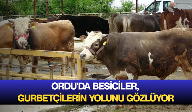Ordu'da besiciler, gurbetçilerin yolunu gözlüyor