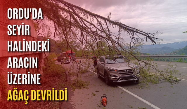 Ordu'da seyir halindeki aracın üzerine ağaç devrildi