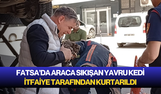 Fatsa’da araca sıkışan yavru kedi itfaiye tarafından kurtarıldı