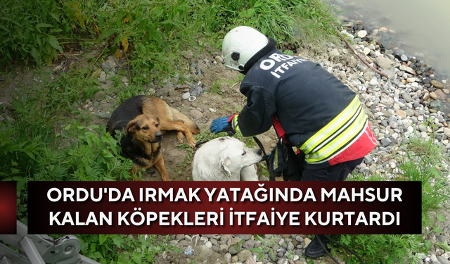 Ordu'da ırmak yatağında mahsur kalan köpekleri itfaiye kurtardı