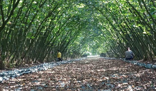 Samsun'da kırsal kalkınma yatırımlarına üreticilerden yoğun ilgi
