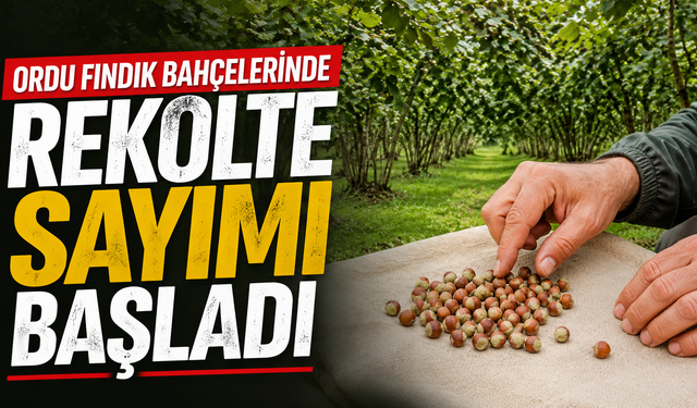 Ordu fındık bahçelerinde rekolte sayımı başladı