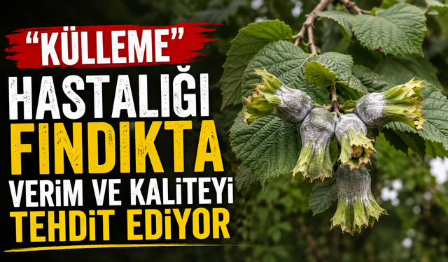 'Külleme' hastalığı fındıkta verim ve kaliteyi tehdit ediyor