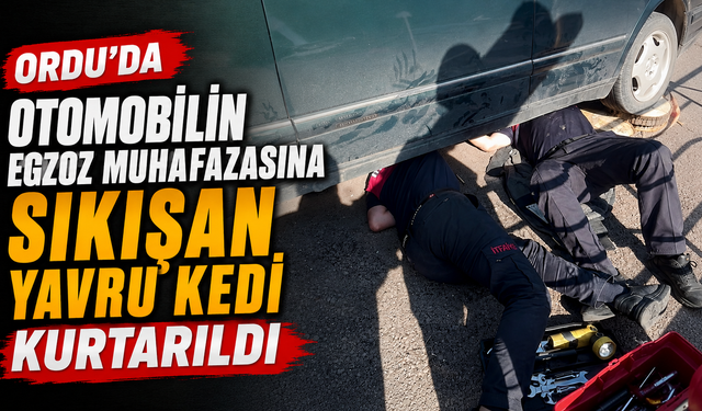 Ordu'da otomobilin egzoz muhafazasına sıkışan yavru kedi kurtarıldı