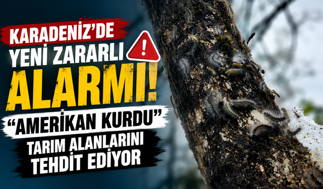 Karadeniz'de yeni zararlı alarmı: "Amerikan Kurdu" tarım alanlarını tehdit ediyor