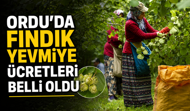 Ordu'da fındık yevmiye ücretleri belli oldu