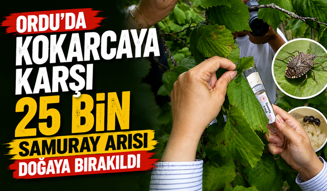 Ordu’da kokarcaya karşı 25 bin samuray arısı doğaya bırakıldı