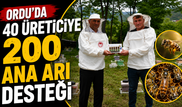 Ordu'da 40 üreticiye 200 ana arı desteği