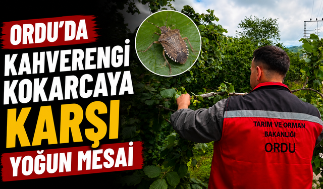 Ordu'da kahverengi kokarcaya karşı yoğun mesai