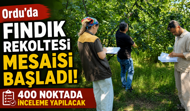 Ordu'da fındık rekoltesi mesaisi başladı: 400 noktada inceleme yapılacak
