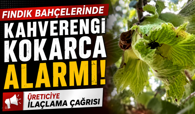 Fındık bahçelerinde kahverengi kokarca alarmı! Üreticiye ilaçlama çağrısı