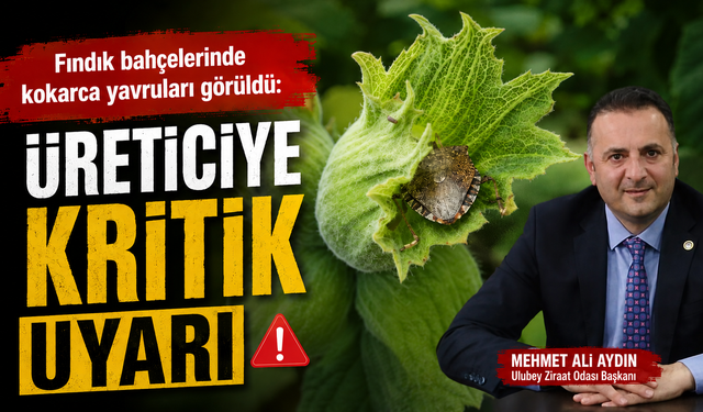 Fındık bahçelerinde kokarca yavruları görüldü: Üreticiye kritik uyarı
