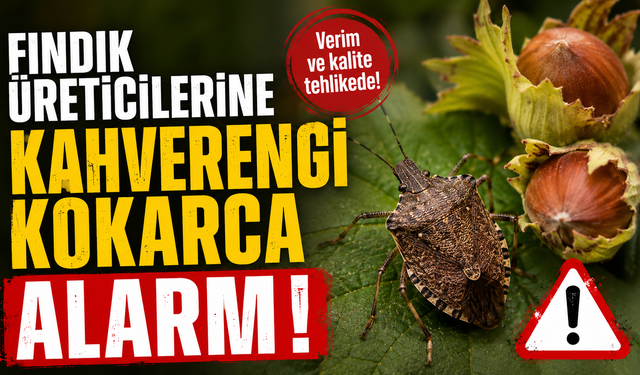 Fındık üreticilerine kahverengi kokarca alarmı