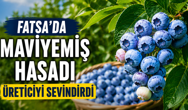 Fatsa'da maviyemiş hasadı üreticiyi sevindirdi