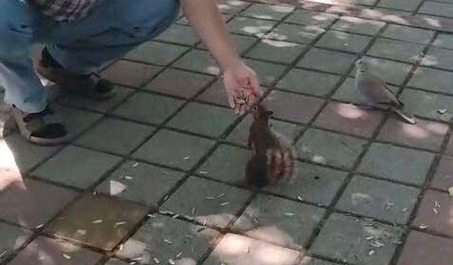 İnegöl'de sincap ve kumruyu elleriyle besledi