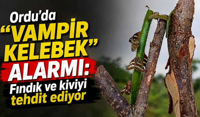 Ordu’da “vampir kelebek” alarmı: Fındık ve kiviyi tehdit ediyor