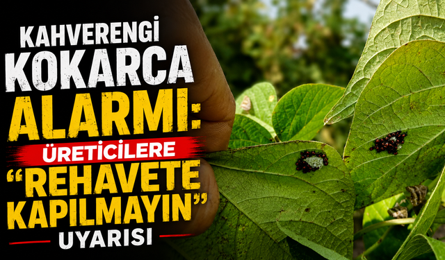 Kahverengi kokarca alarmı: Üreticilere “rehavete kapılmayın” uyarısı