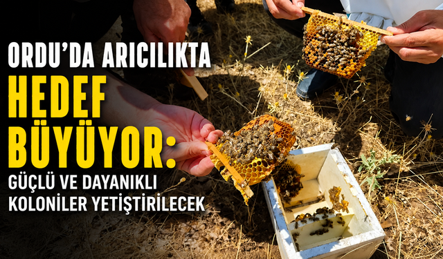 Ordu’da arıcılıkta hedef büyüyor: Güçlü ve dayanıklı koloniler yetiştirilecek