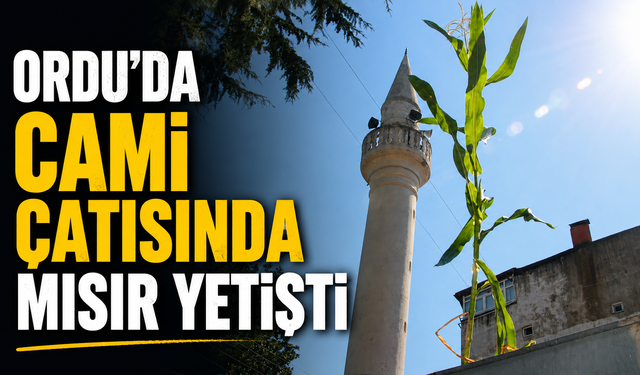 Ordu'da cami çatısında mısır yetişti