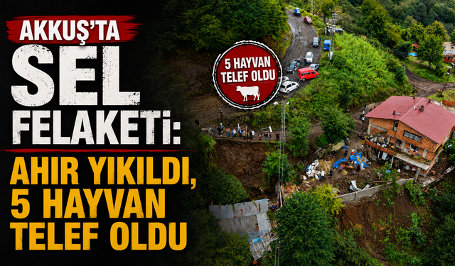 Akkuş’ta sel felaketi: Ahır yıkıldı, 5 hayvan telef oldu