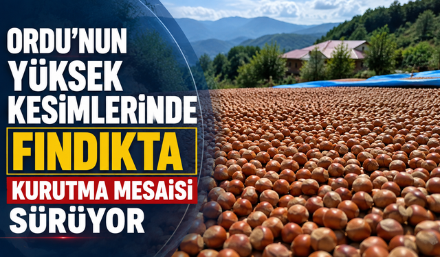 Ordu'nun yüksek kesimlerinde fındıkta kurutma mesaisi sürüyor