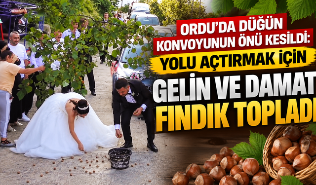 Ordu'da düğün konvoyunun önü kesildi: Yolu açtırmak için gelin ve damat fındık topladı