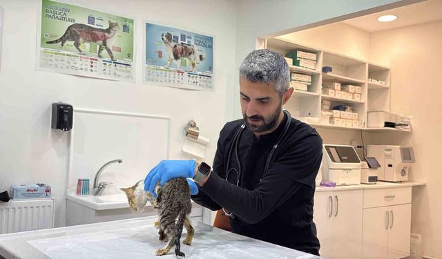Tokat'ta binlerce kişiyi hastanelik eden şikayetler kedi ve köpeklerde de görüldü