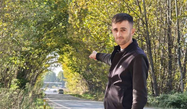 Tokat'ta kavak ağaçlarından sonbahar tüneli