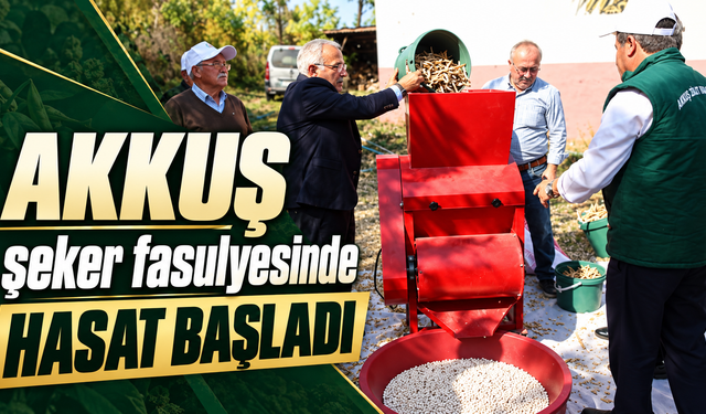 Akkuş şeker fasulyesinde hasat başladı