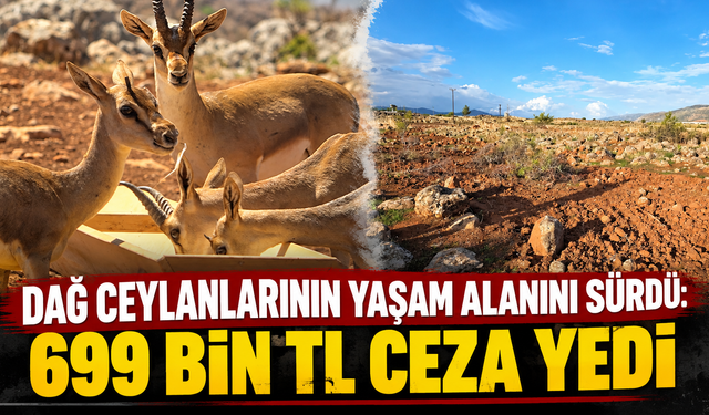 Dağ ceylanlarının yaşam alanını sürdü: 699 bin TL ceza yedi