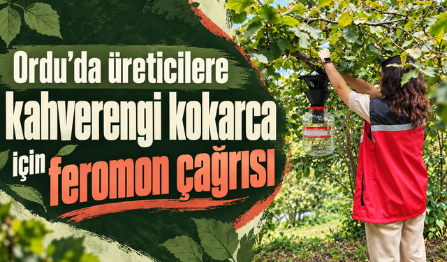 Ordu’da üreticilere kahverengi kokarca için feromon çağrısı