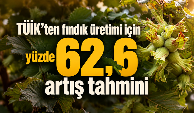 TÜİK’ten fındık üretimi için yüzde 62,6 artış tahmini