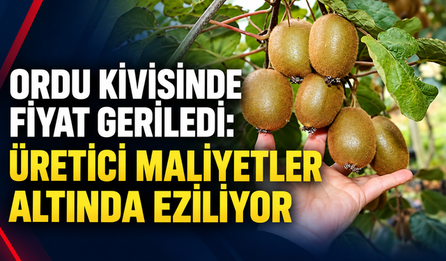 Ordu kivisinde fiyat geriledi: Üretici maliyetler altında eziliyor