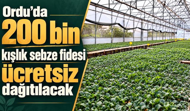 Ordu’da 200 bin kışlık sebze fidesi ücretsiz dağıtılacak