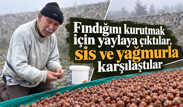 Fındığını kurutmak için yaylaya çıktılar, sis ve yağmurla karşılaştılar