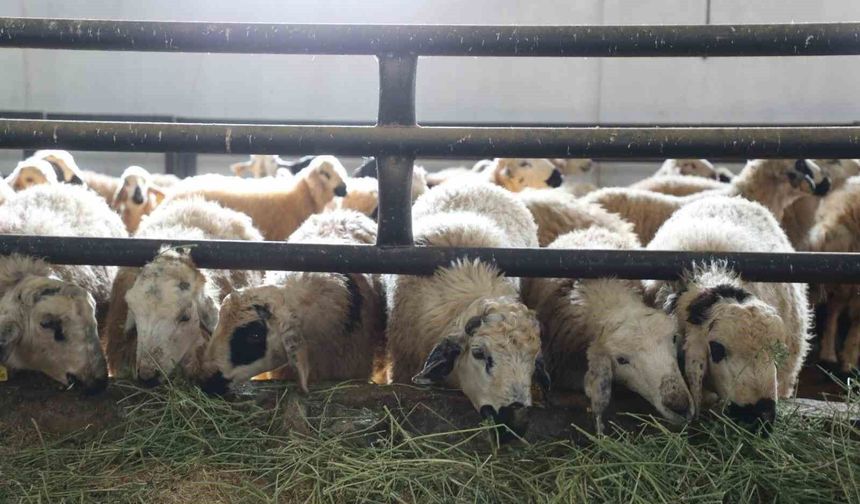 Elazığ'da 6 köy karantinaya alındı