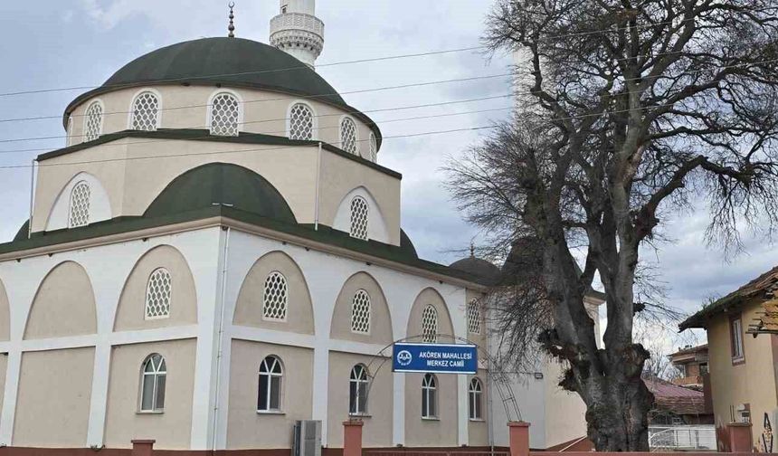 Samsun'da asırlık çitlembik ağacı için 'koruma' çağrısı