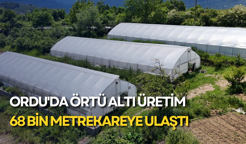 Ordu'da örtü altı üretim 68 bin metrekareye ulaştı
